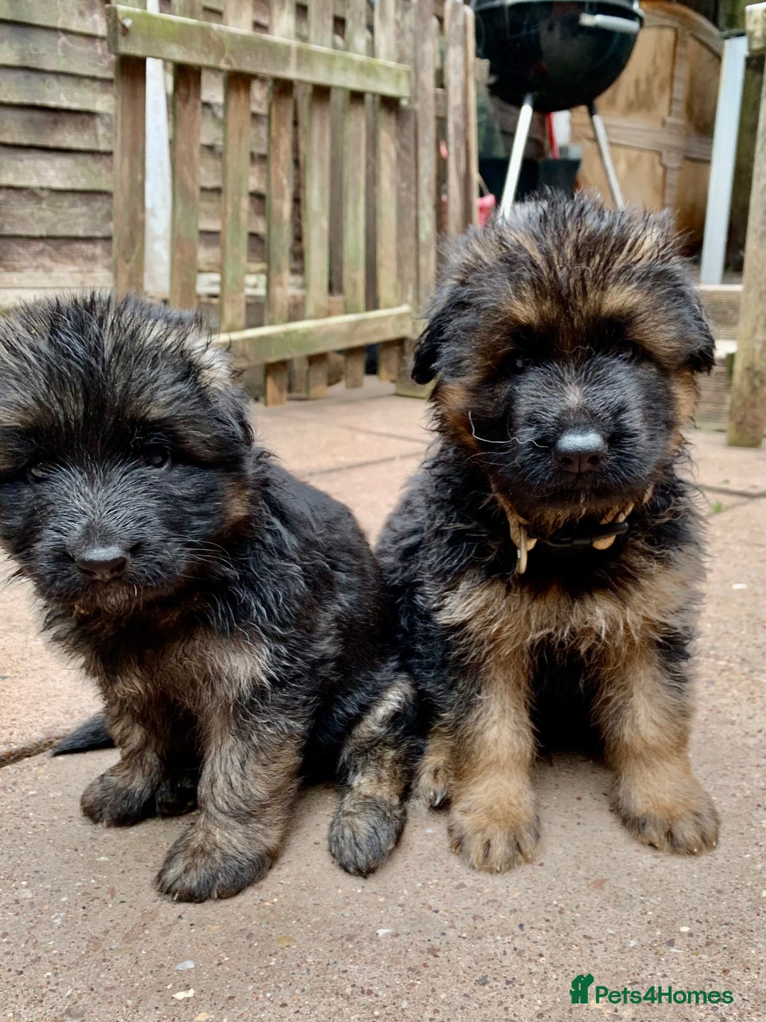 German Shepherd dogs for sale: Long Haired GSD Puppies. Only 1 boys LEFT!  - Image 32