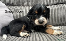 Mixed Breed dogs for sale: Border doodle - Image 29