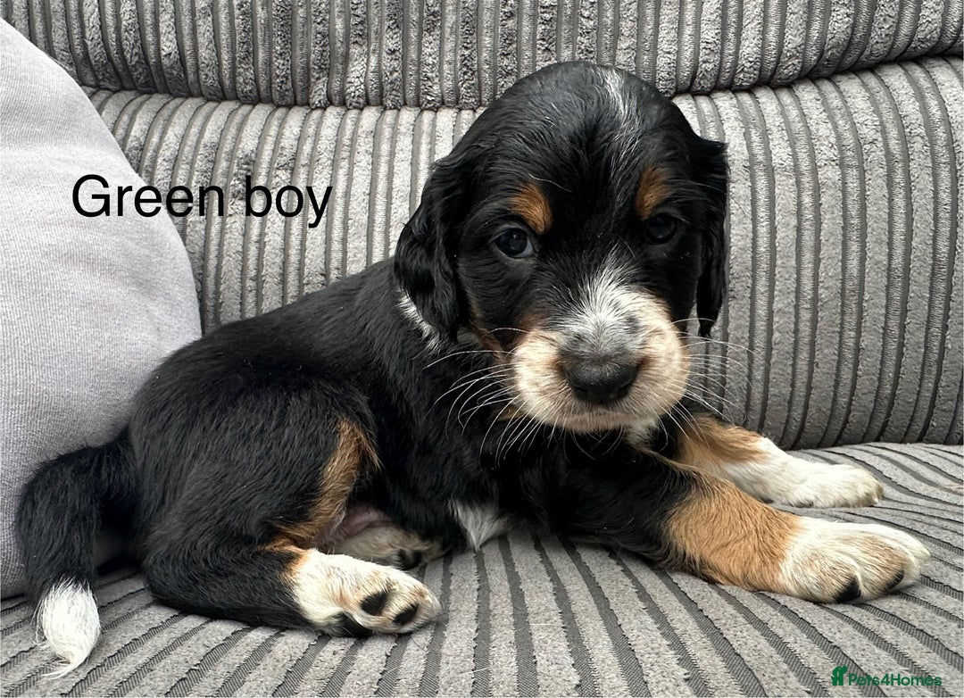 Mixed Breed dogs for sale: Border doodle - Image 29