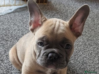 French Bulldog dogs - Advert 22