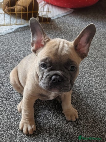 French Bulldog dogs - Advert 1