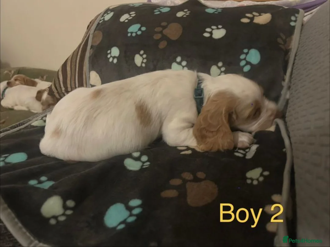 Cocker Spaniel dogs for sale: Gorgeous Cocker Spaniel Boys Left for nice homes in London - Advert 6