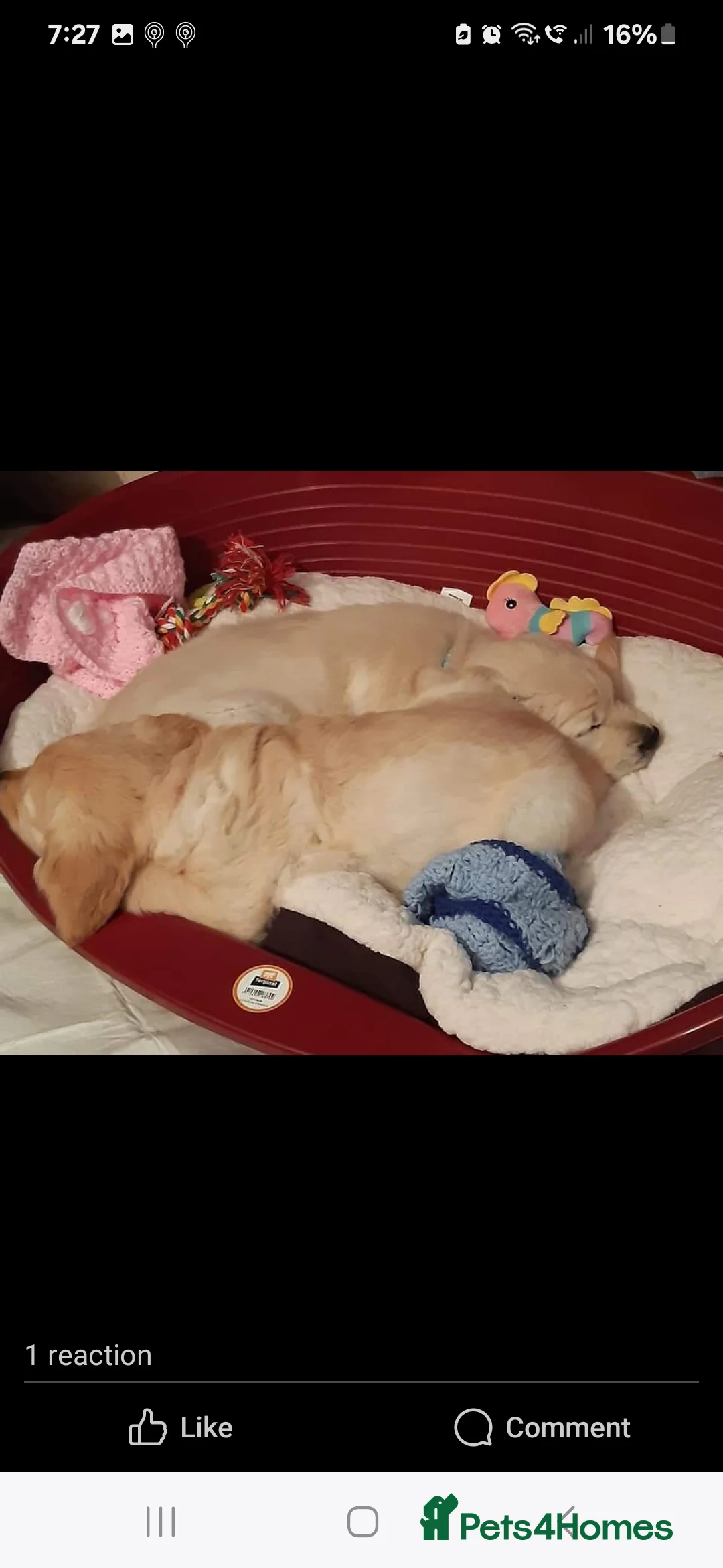 Golden Retriever dogs for stud: exceptional PROVEN dog available for stud  in Northwich - Advert 31