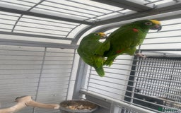 Parrots birds for sale: AMAZON YELLOW CROWNED PANAMA PROVEN PAIR - Image 1