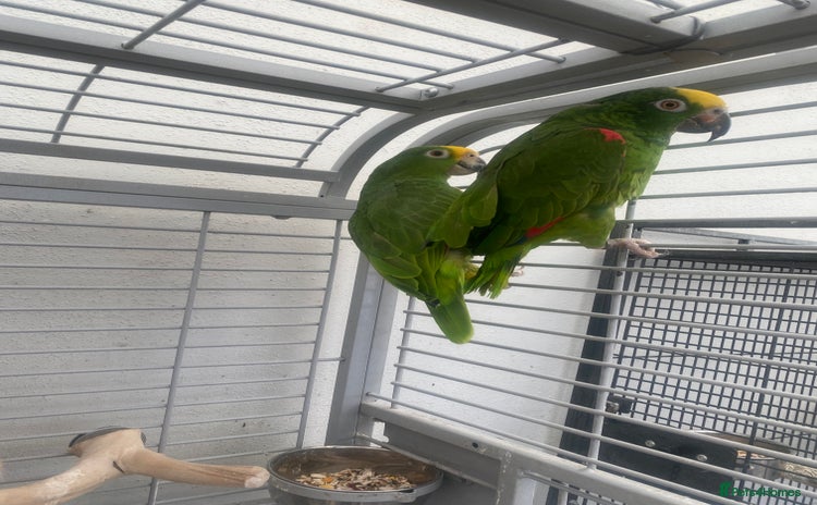 Parrots birds - Advert 6