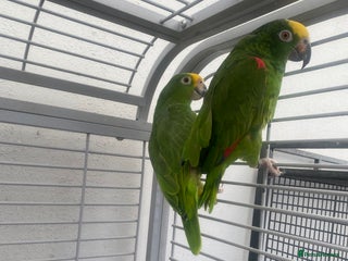 Parrots birds - Advert 21