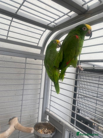 Parrots birds - Advert 9