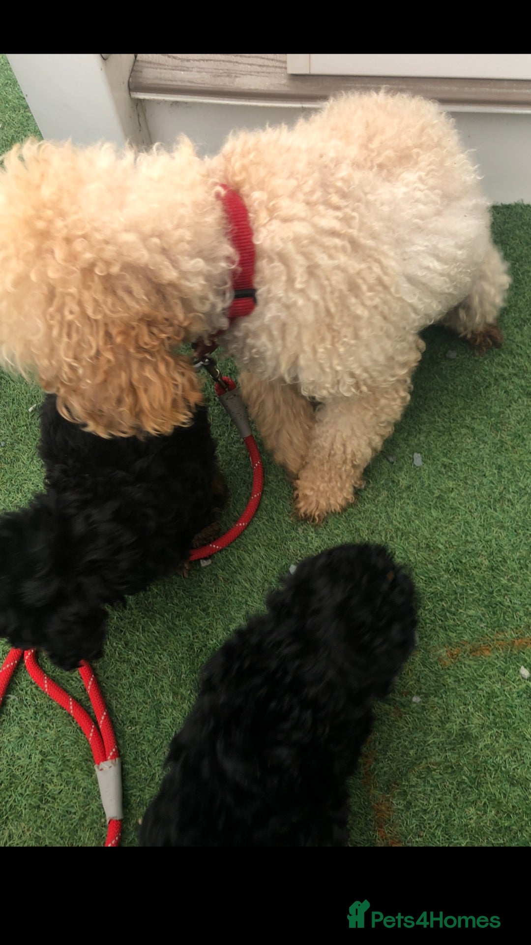 Cockapoo dogs One male cockapoo left! - Advert 1
