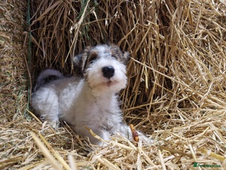 Fox Terrier dogs Adorable baby boy looking for a forever family - Advert 12