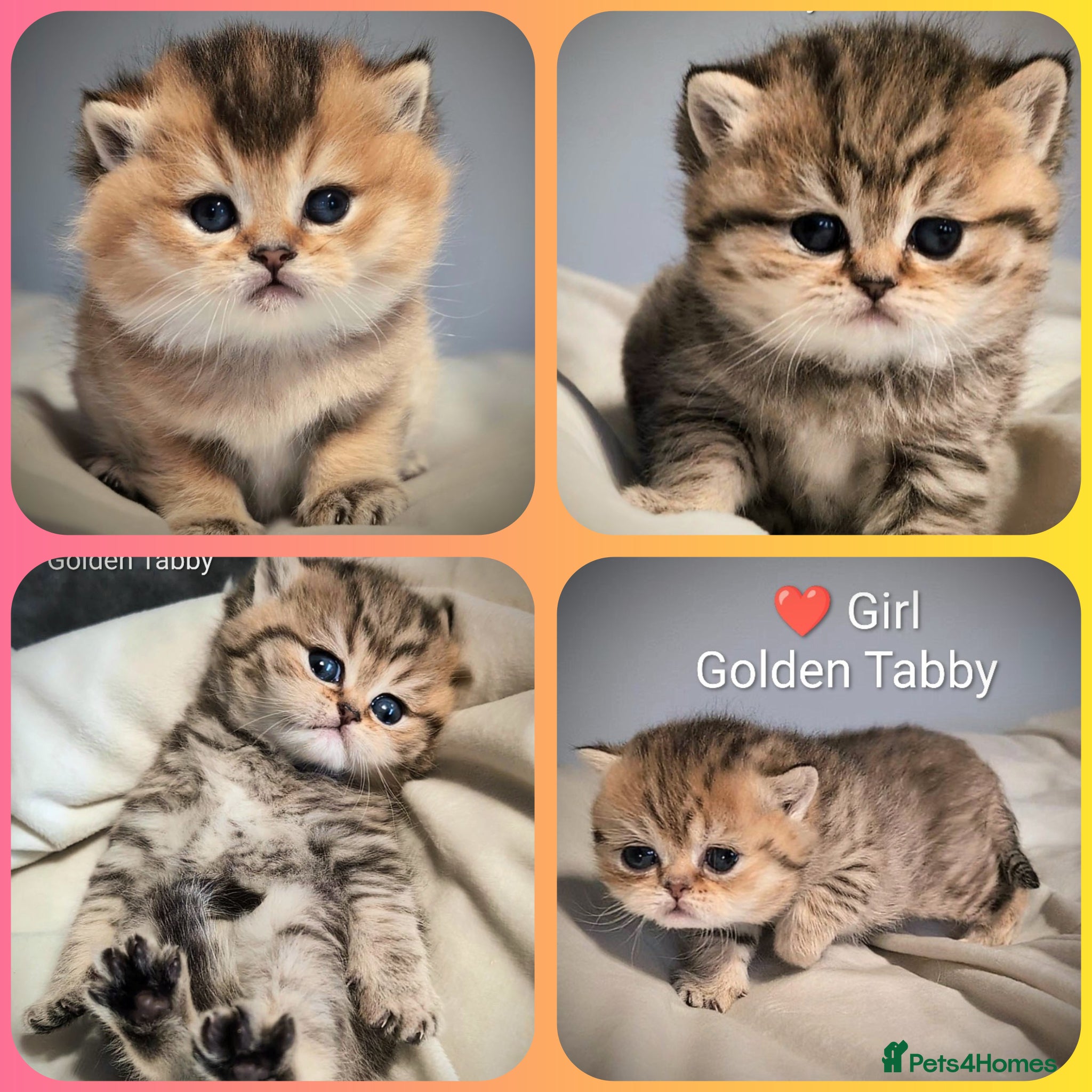 British Shorthair cats 🐾BSH 🔴 LAST 2 kittens available 🐾 GCCF & TICA - Advert 1