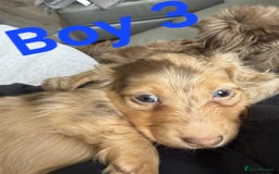 Miniature Dachshund dogs for sale: Miniature long haired dachshund  - Image 13