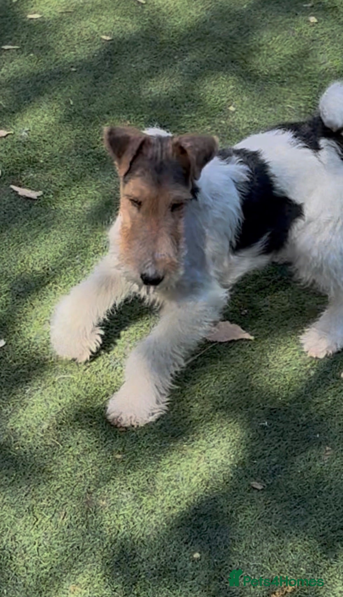 Fox Terrier dogs Wire fox terrier male  - Advert 1
