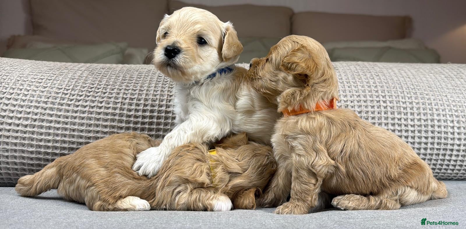 Maltipoo dogs SEE ALL OUR PUPPIES ON INSTA. OAKWELL RETRIEVERS  - Advert 1