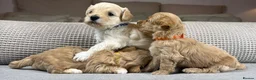 Maltipoo dogs for sale: SEE ALL OUR PUPPIES ON INSTA. OAKWELL RETRIEVERS  - Advert 2