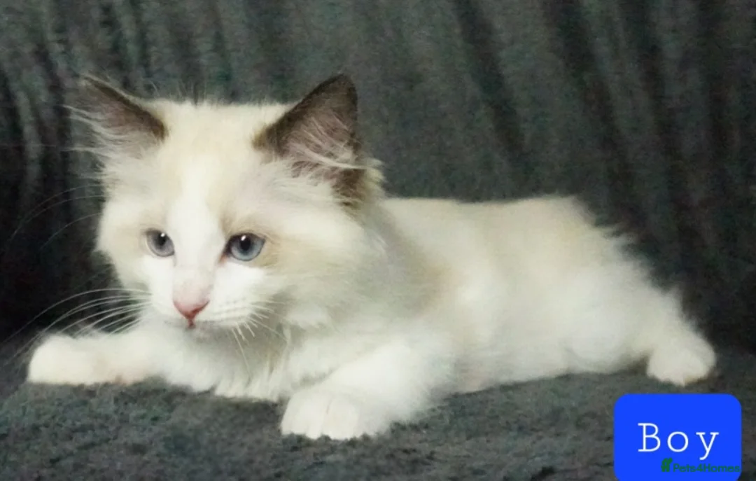Ragdoll cats for sale: Six Ragdoll Kittens - Advert 36
