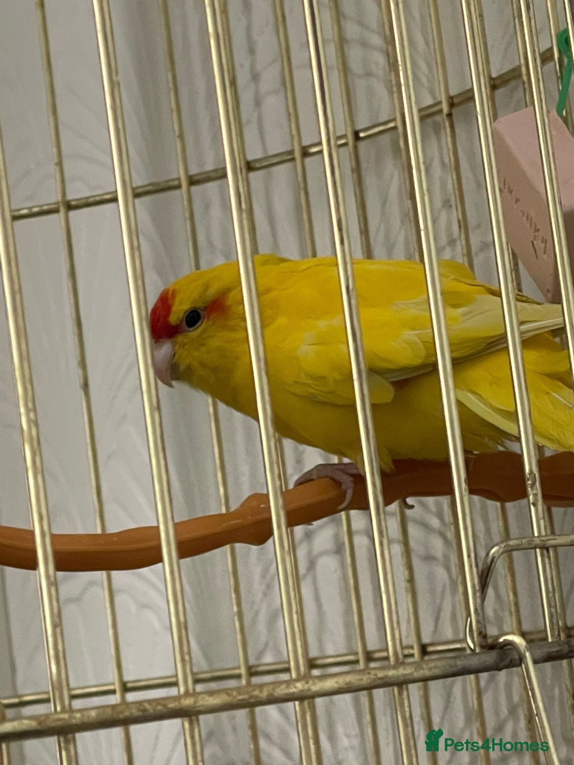 Parakeets birds kakaraki  - Advert 1