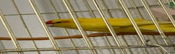 Parakeets birds for sale: kakaraki  in Doncaster - Advert 1