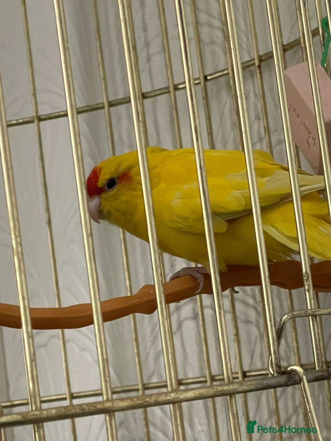 Parakeets birds for sale: kakaraki  in Doncaster - Advert 1