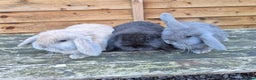 Mini Lop rabbits for sale: Mini lop babies - Advert 1