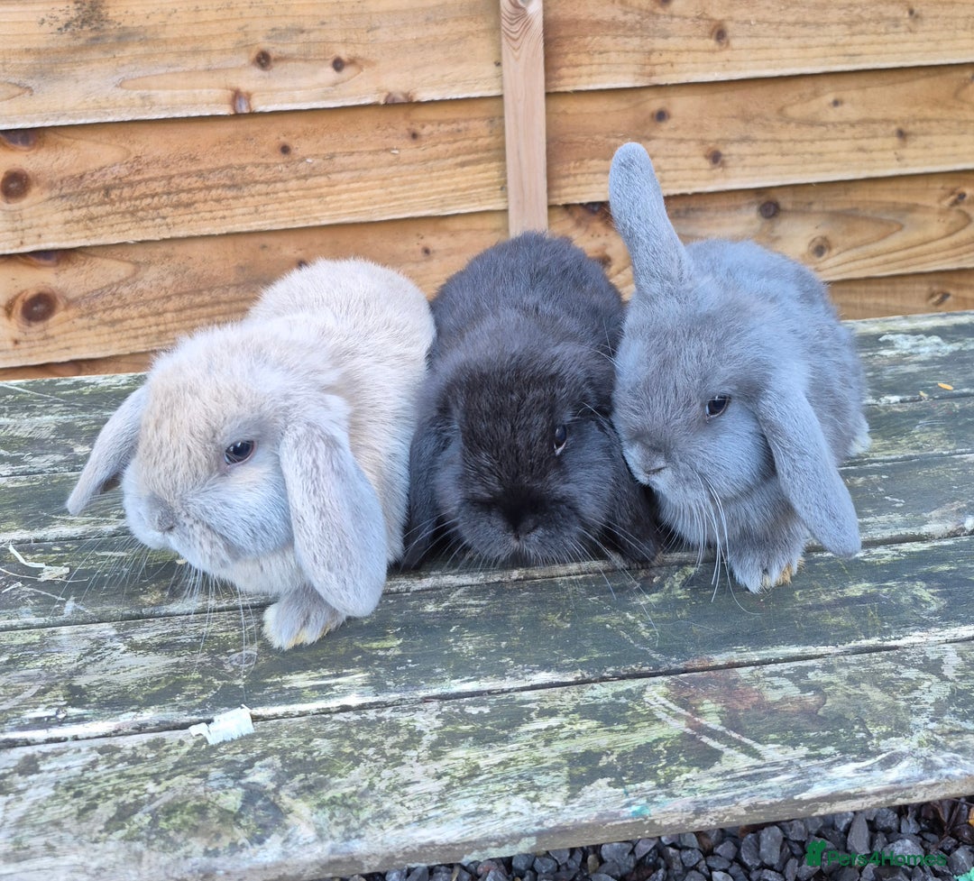 Mini Lop rabbits for sale: Mini lop babies - Advert 1