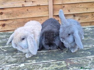 Mini Lop rabbits Mini lop babies - Advert 1