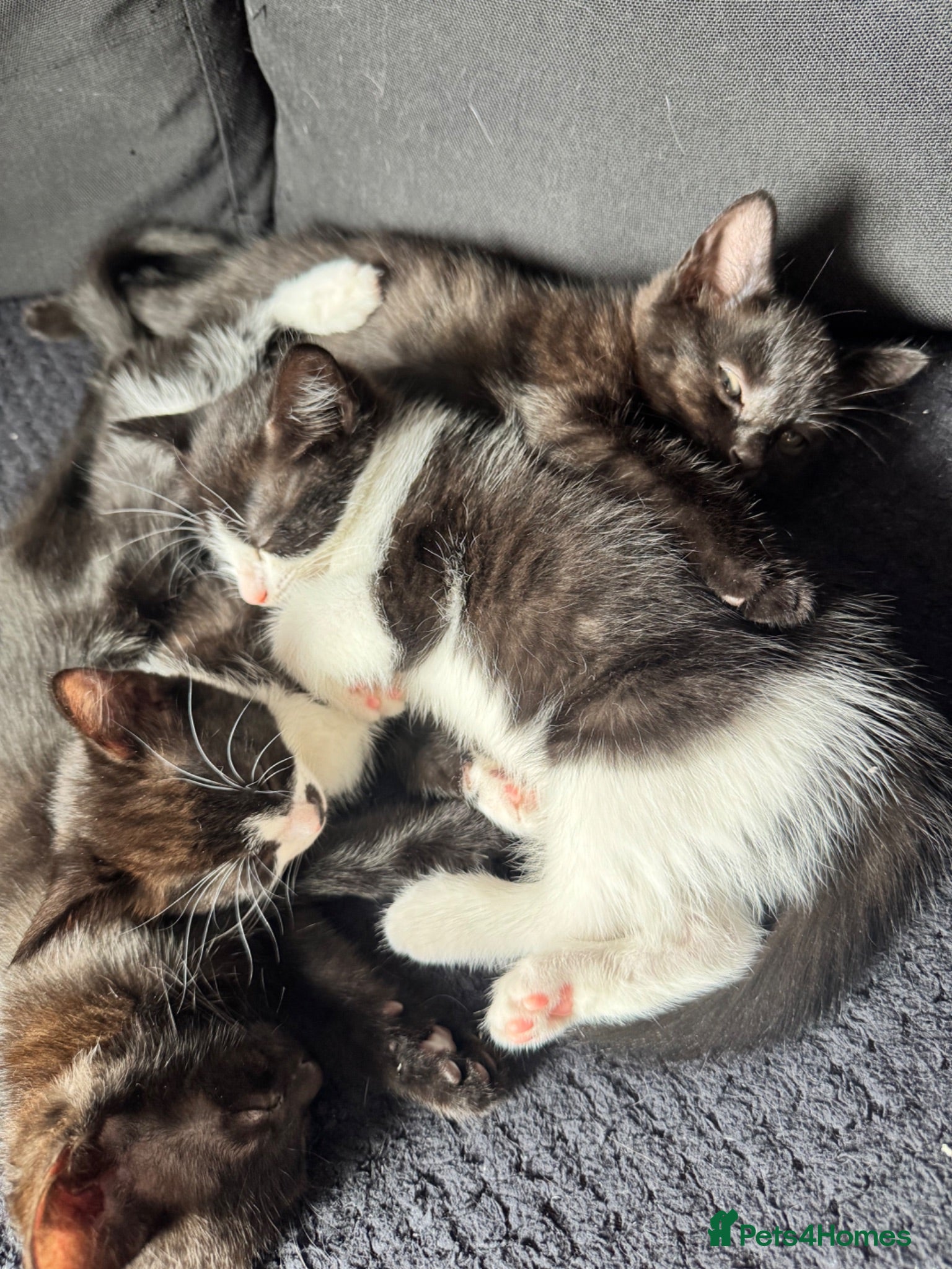 Mixed Breed cats 2 black kittens looking for their forever home - Advert 1