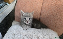 Mixed Breed cats for sale: 4 beautiful mixed breed playful kittens in Ingatestone - Image 5