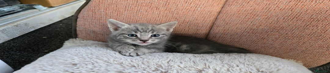 Kitten 2