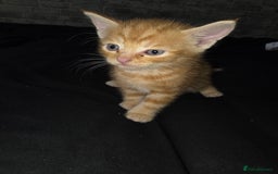 Mixed Breed cats for sale: 7 week old mixed breed kitten  - Image 4