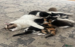 Ragdoll cats for sale: Ragdoll cross kittens  - Image 4