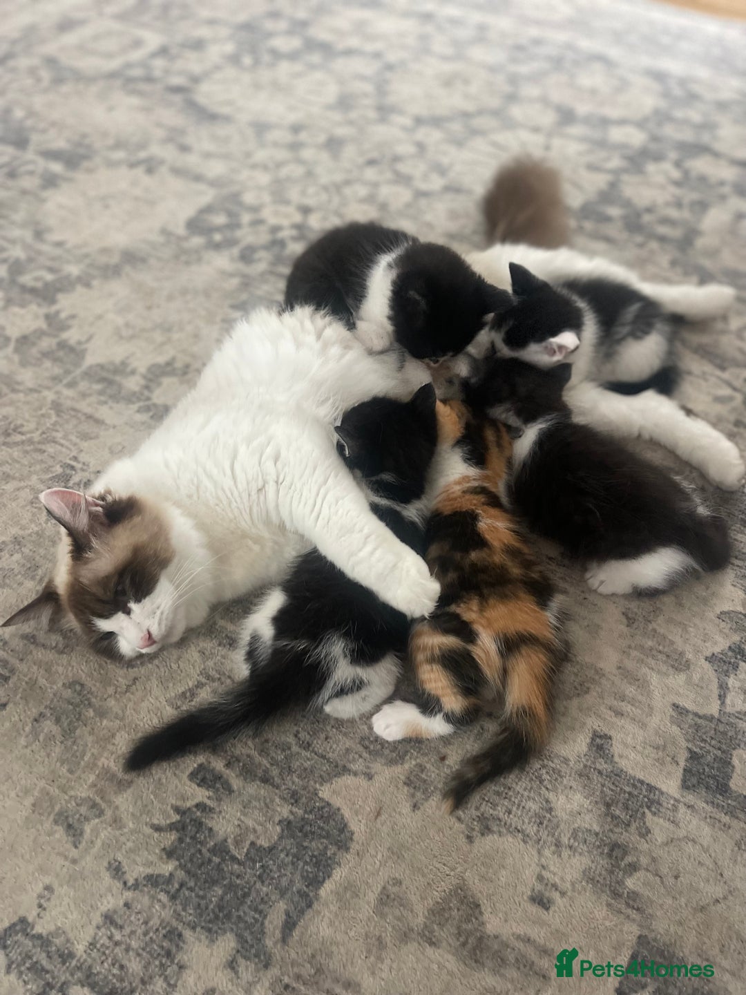 Ragdoll cats for sale: Ragdoll cross kittens  - Image 4