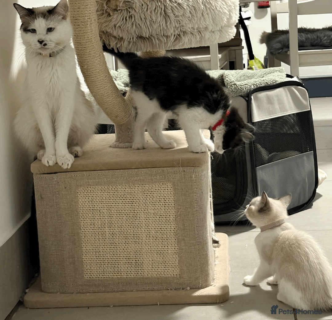 Ragdoll cats for sale: Looking for perfect furry companion? - Advert 18