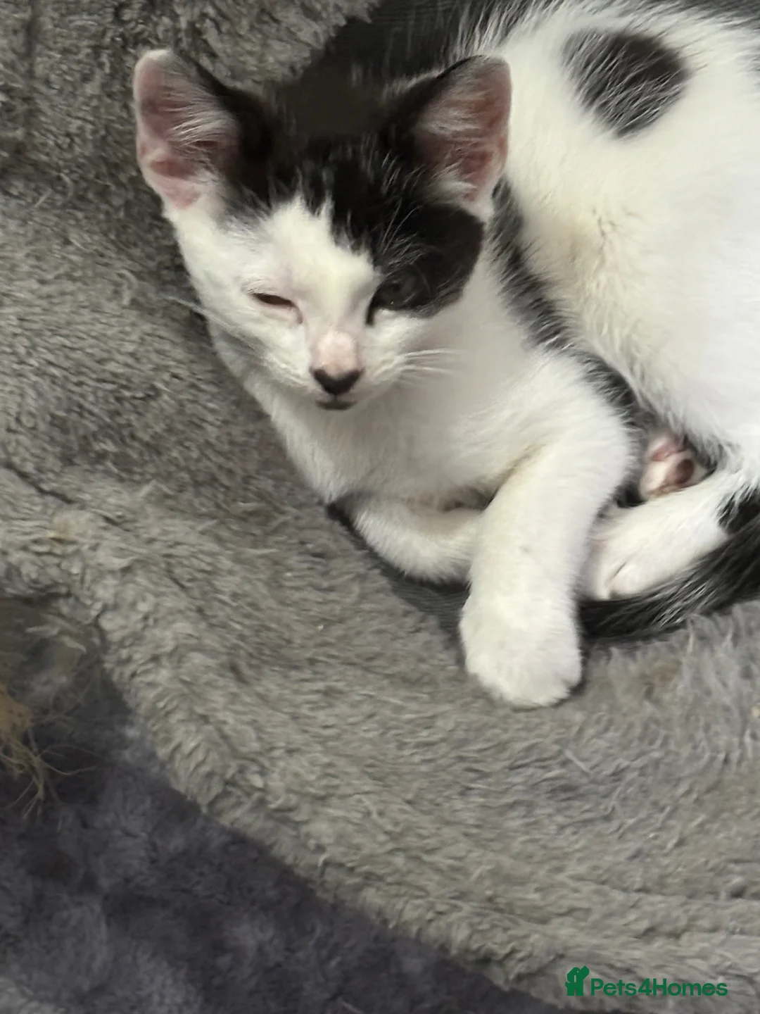 Domestic Shorthair cats for sale: Tony  in Newcastle upon Tyne - Advert 4