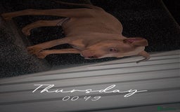 American Bully dogs for sale: 🦍🩸cowboy🤠- micro bully’s for sale  - Image 6