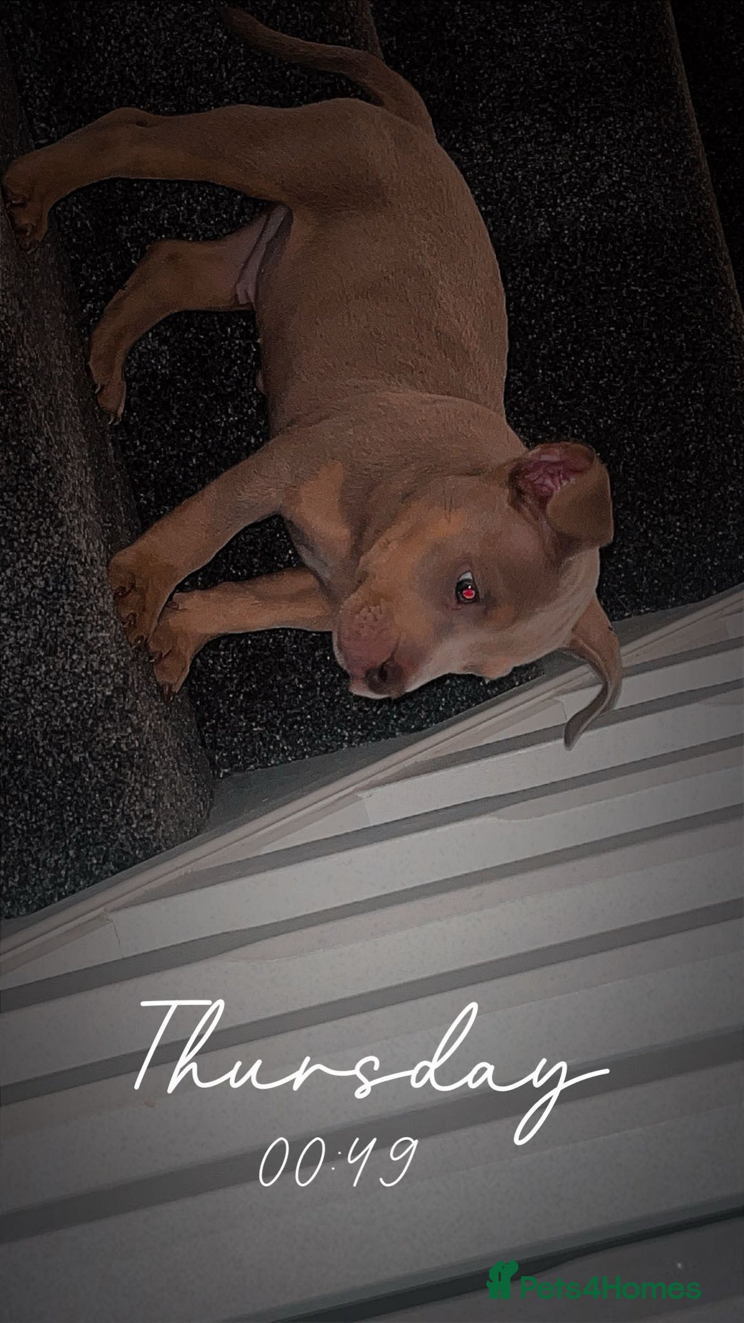 American Bully dogs for sale: 🦍🩸cowboy🤠- micro bully’s for sale  - Image 6