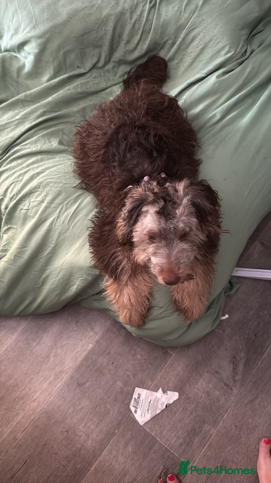 Mixed Breed dogs Dixie - Advert 14