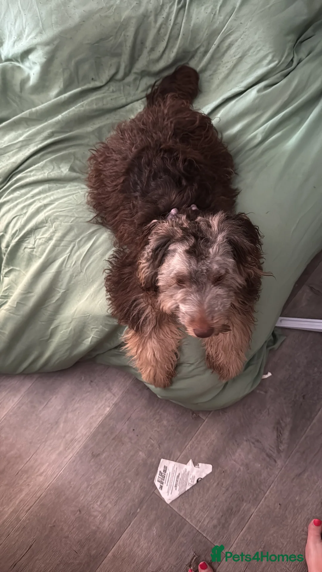 Mixed Breed dogs for sale: Dixie - Advert 1