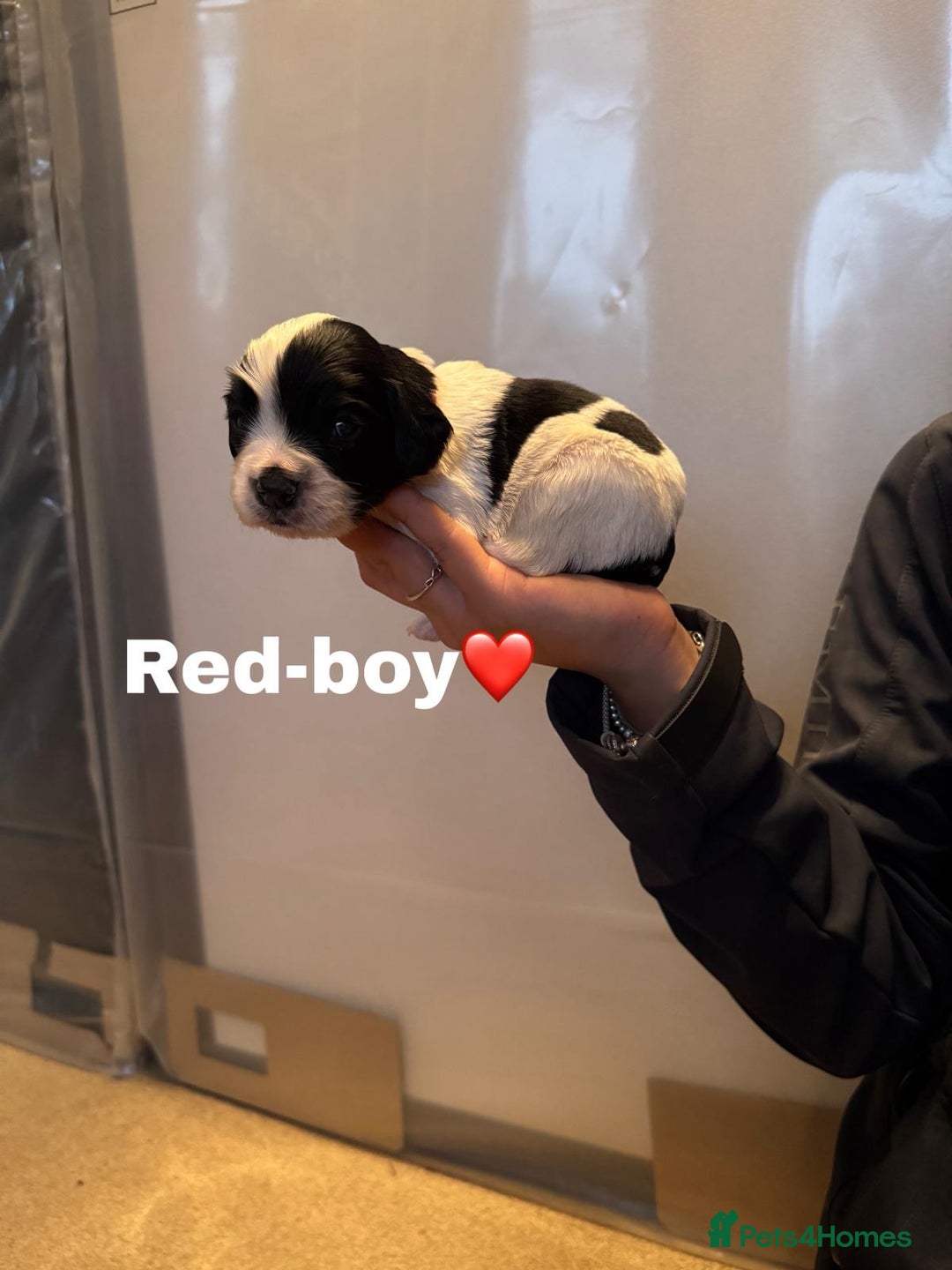 Cockalier dogs for sale: working cocker spaniel  - Image 31