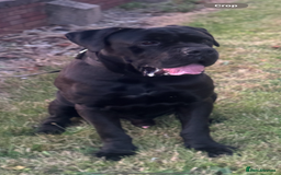Cane Corso dogs for stud: PURE CANE CORSO FOR STUD BIG BONED - Image 4