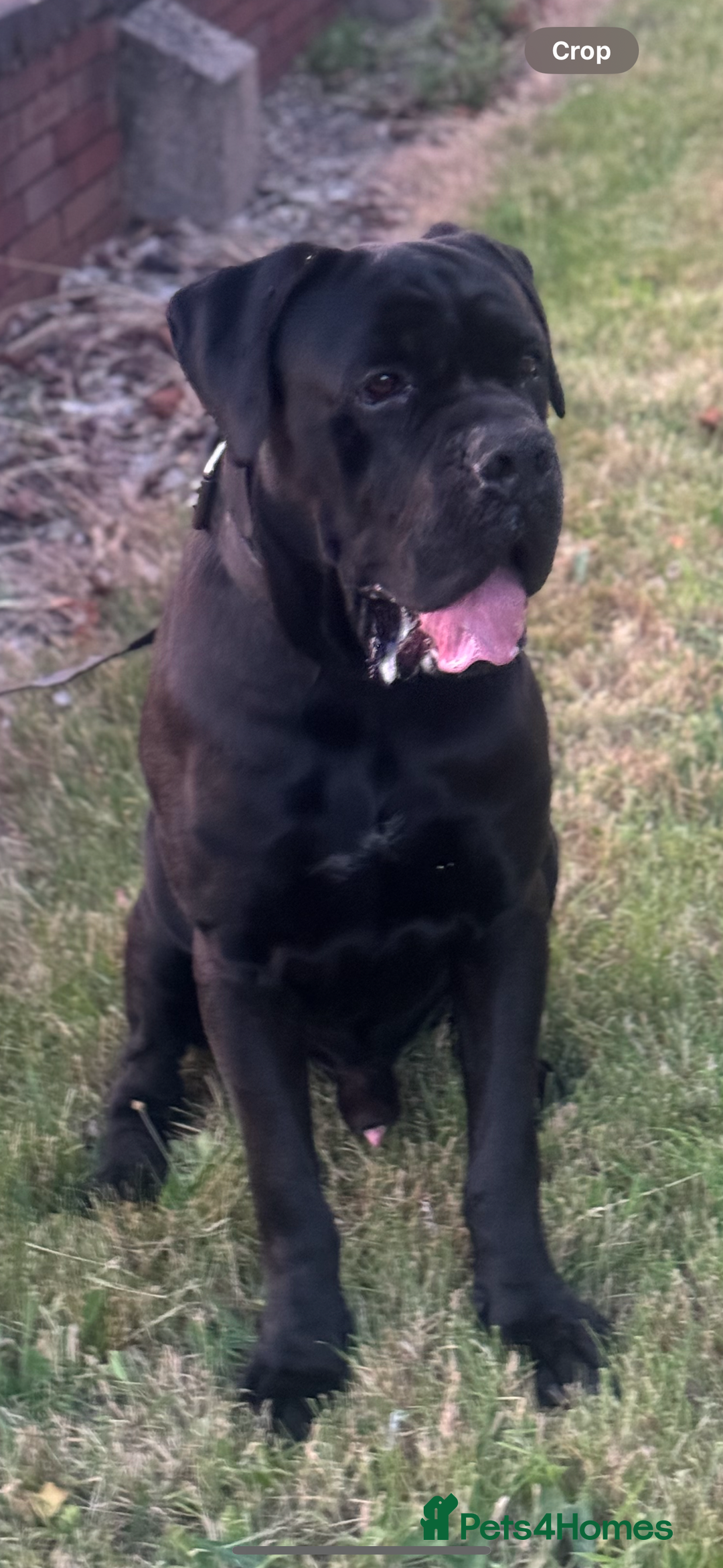 Cane Corso dogs for stud: PURE CANE CORSO FOR STUD BIG BONED - Image 4