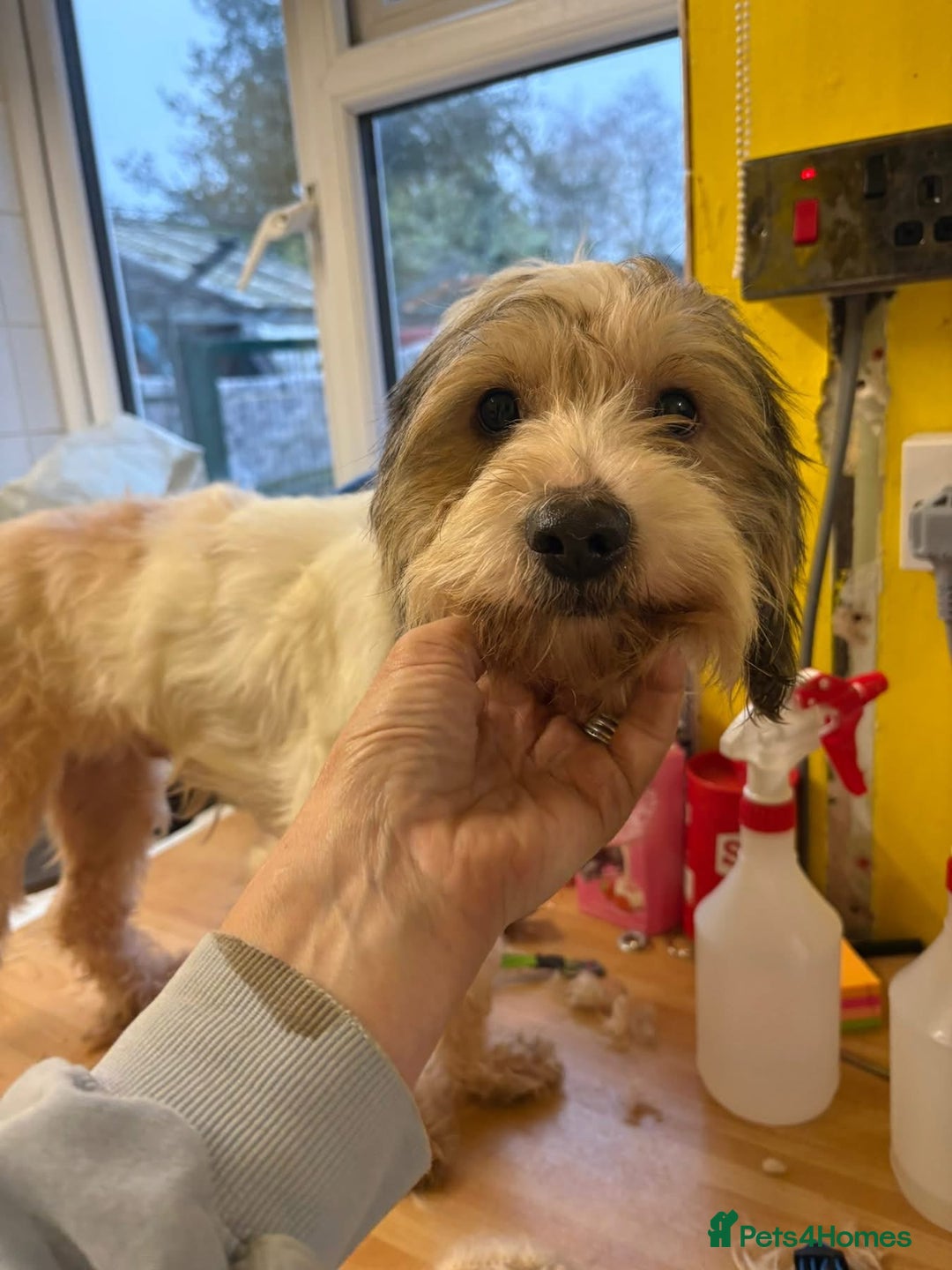 Mixed Breed dogs for adoption: Max - Hingham Norfolk  - Advert 12