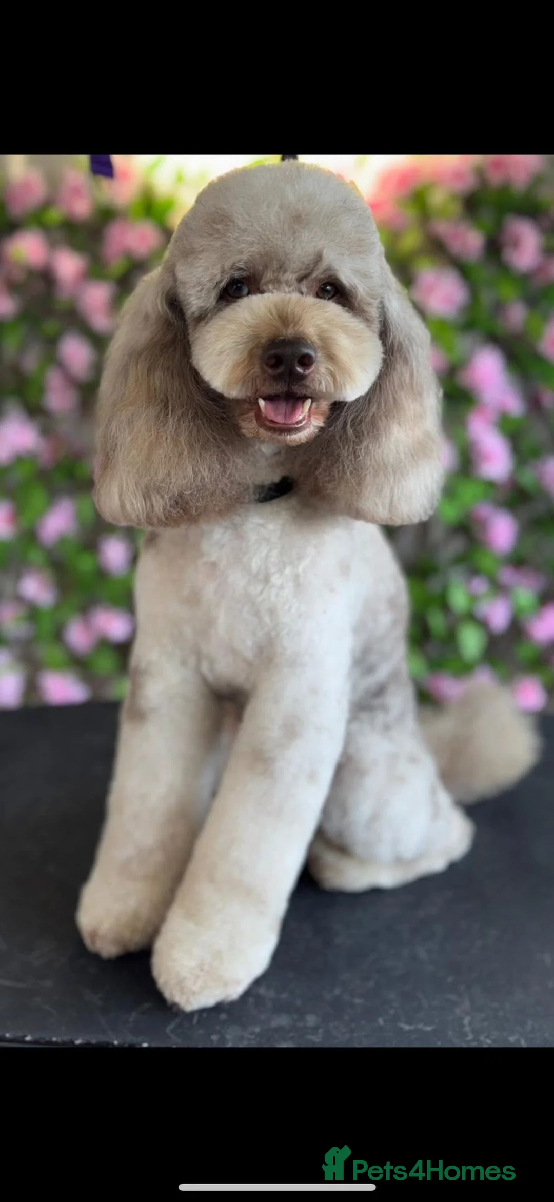 Cockapoo dogs for sale: 🍫 Meet Our Chocolate-Inspired Cockapoo Cuties 🍫 in Stoke-on-Trent - Advert 3