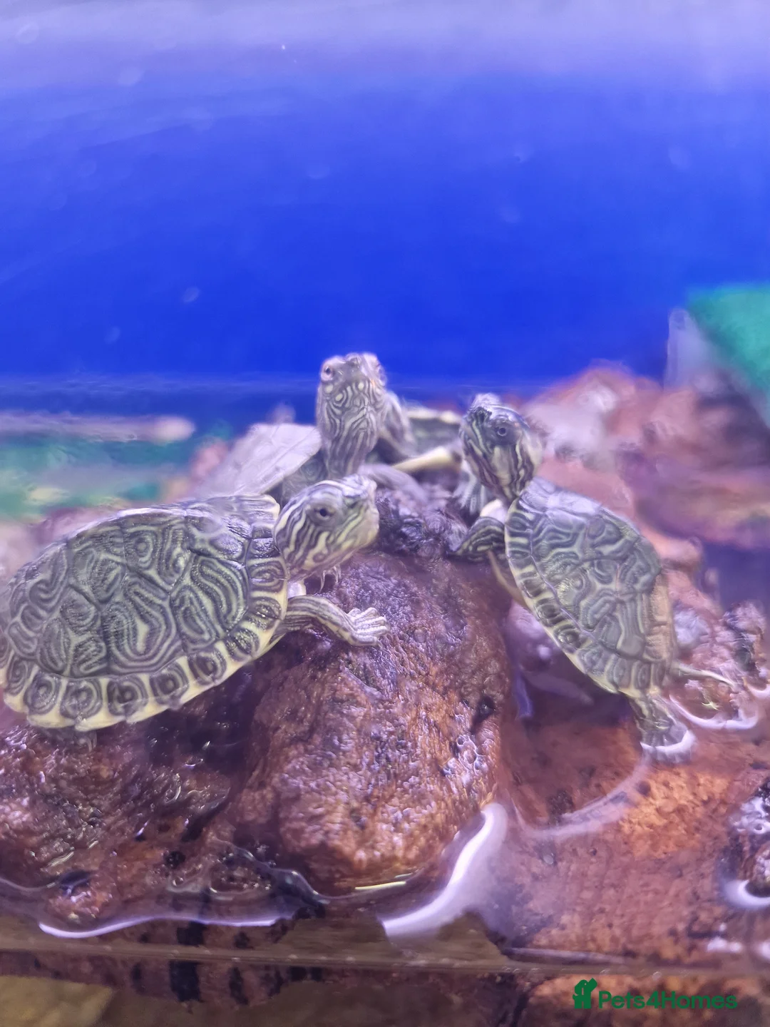 Turtle reptiles for sale: Baby Map, River Cooter Turtles available  - Advert 2