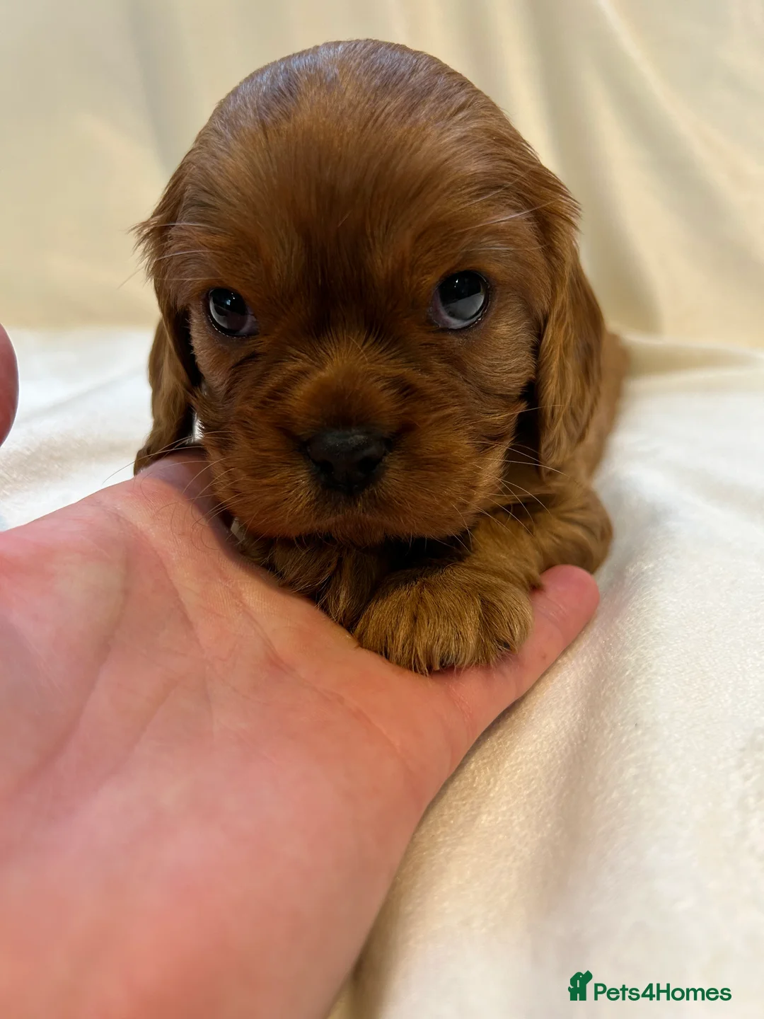 Cavalier King Charles Spaniel dogs for stud: 🌹KC REGISTERED HEALTH TESTED RUBY CKC FOR STUD in Sheerness - Advert 12