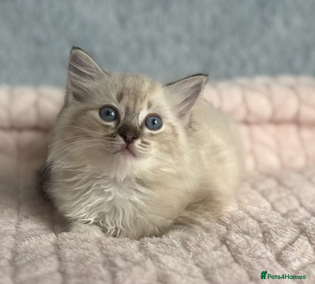 Ragdoll cats for sale: Three beautiful Ragdoll Ready to Leave 20/12/2025  - Advert 14