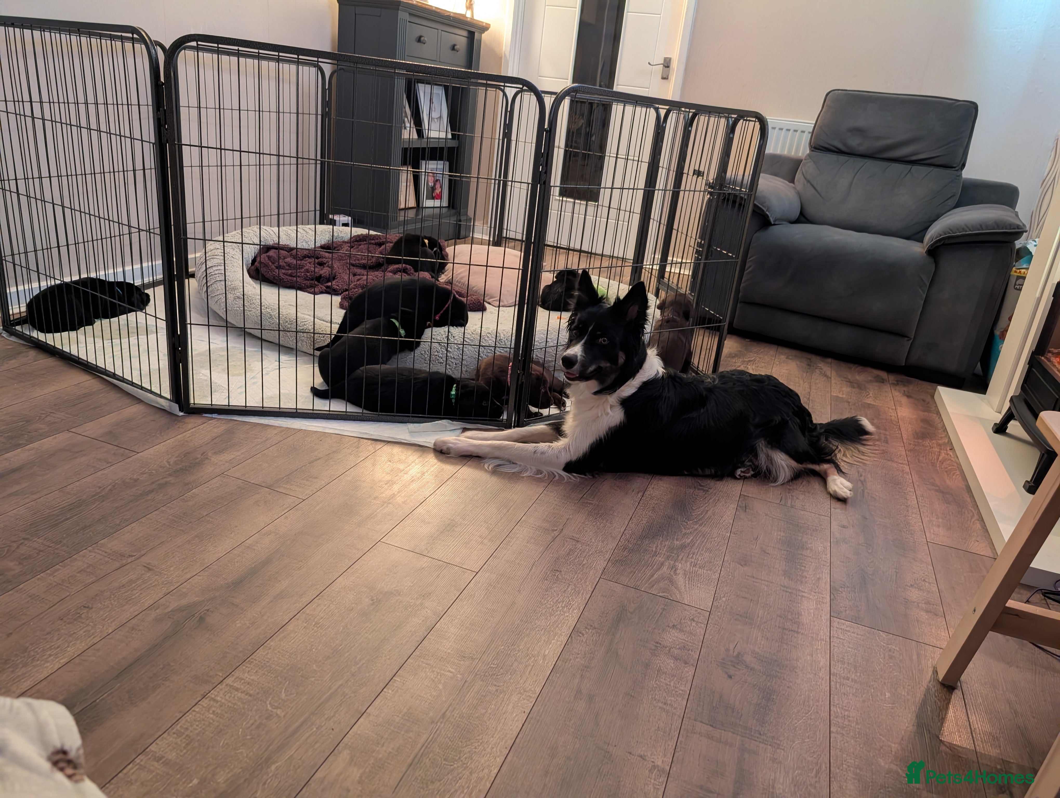 Borador dogs Gorgeous Borador Puppies - Advert 4