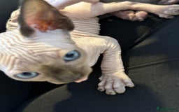 Sphynx cats for sale: sphynx canadian kittens ready to leave now  - Image 18