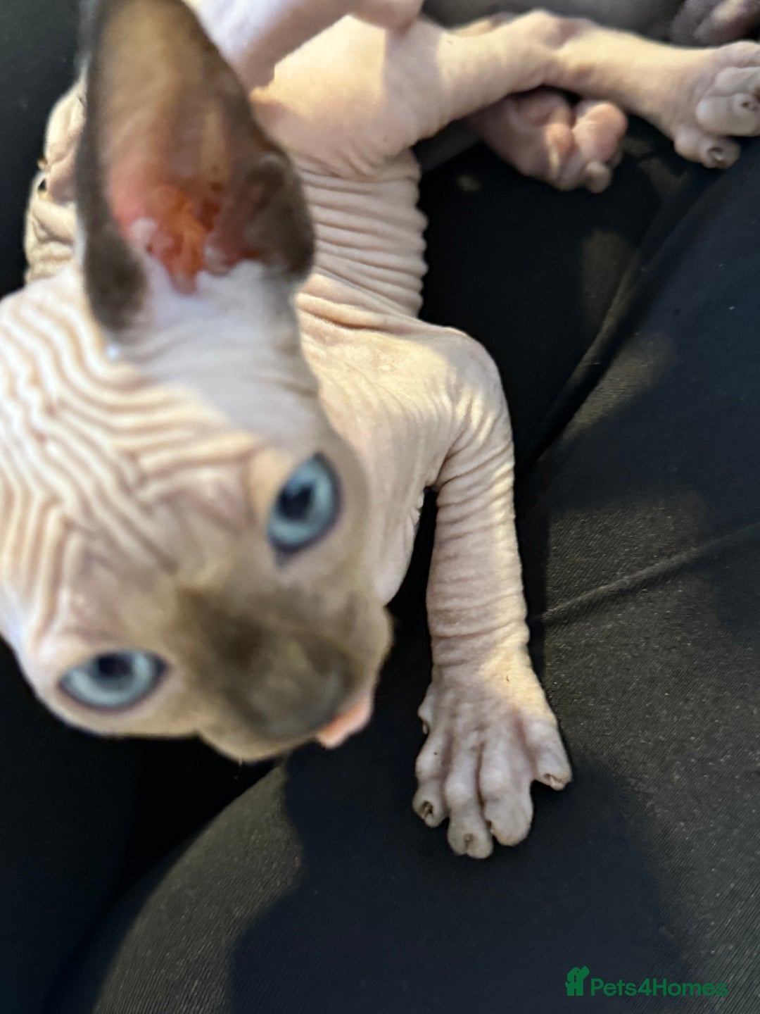 Sphynx cats for sale: sphynx canadian kittens ready to leave now  - Image 18