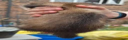 Ferret rodents for sale: Semi Angora Ferrets in Stoke-on-Trent - Advert 3