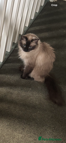 Ragdoll cats Ragdoll x - Advert 1